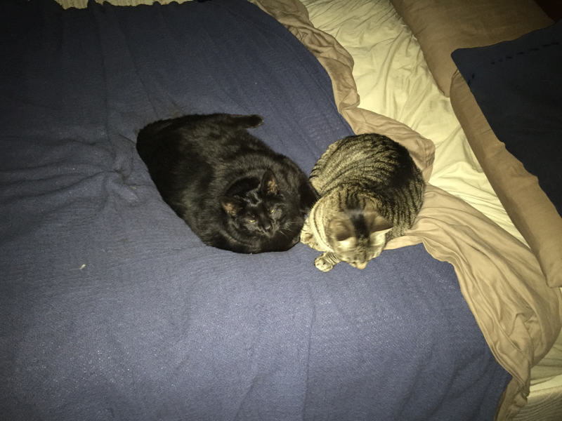 Illustration for article titled Cat + Cat + Bed + Saturday = LAZY!